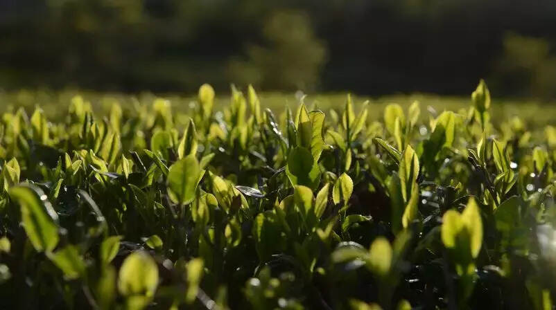 白茶，中国茶界的极简主义者