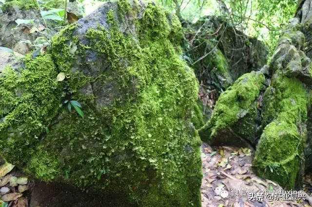 茶乡如何复兴？从茶看云南人的精神