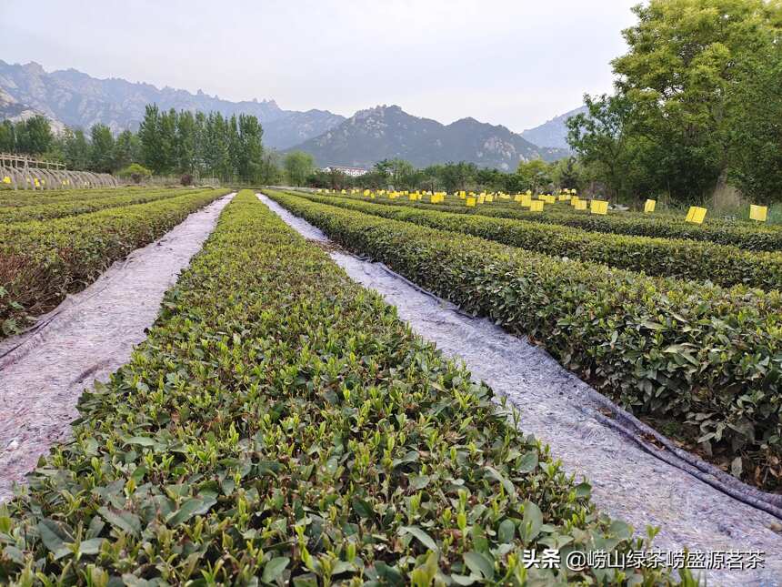 你买到的崂山茶是正宗的吗？小心是“周边崂山茶”