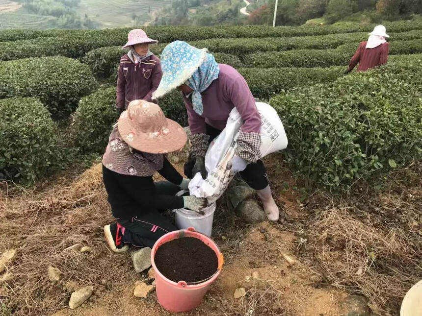 每片茶叶，都有属于自己的生态茶园