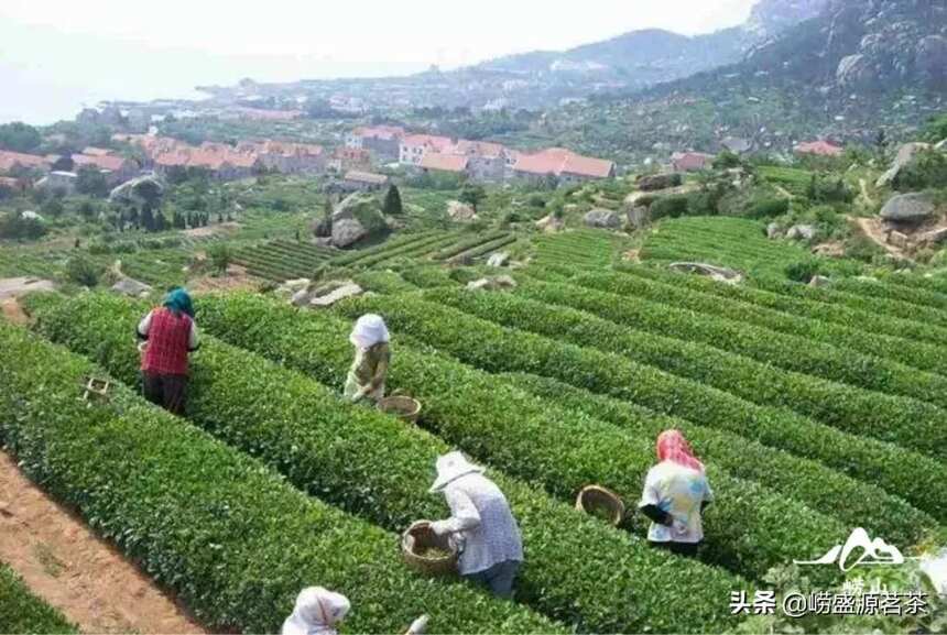 正宗的崂山绿茶去哪里买？