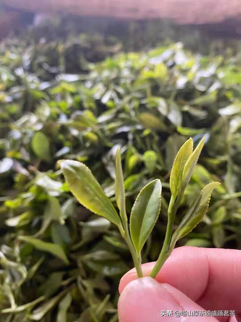 如何区分崂山绿茶中的春茶、夏茶和秋茶呢？