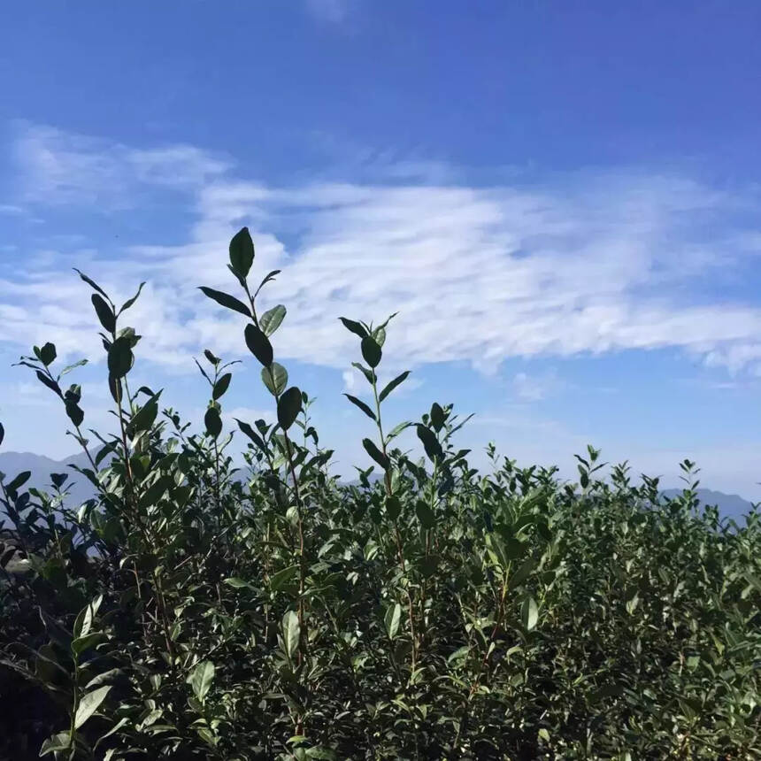 茶园处处飘茶香