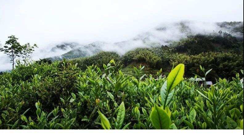 一杯正山小种，四百年匠心传承