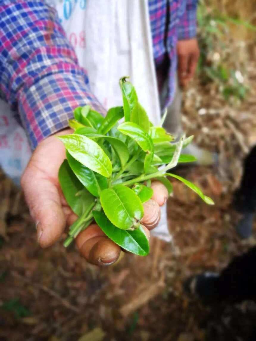 今年春茶质量到底如何？「高温干旱对茶叶品质的影响」