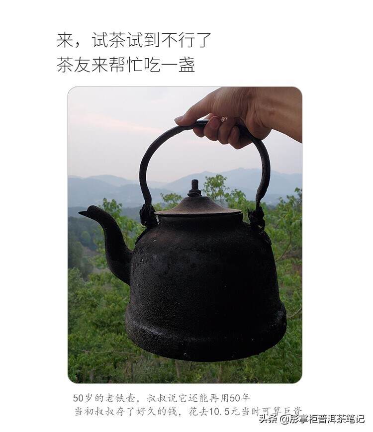 茶山监制每天吃茶8款+，救命！[无用君吃普洱茶日记]