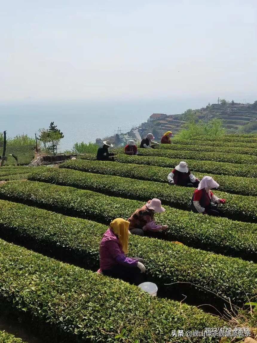 崂山茶什么时候口感最好？越贵的茶叶越好喝吗？