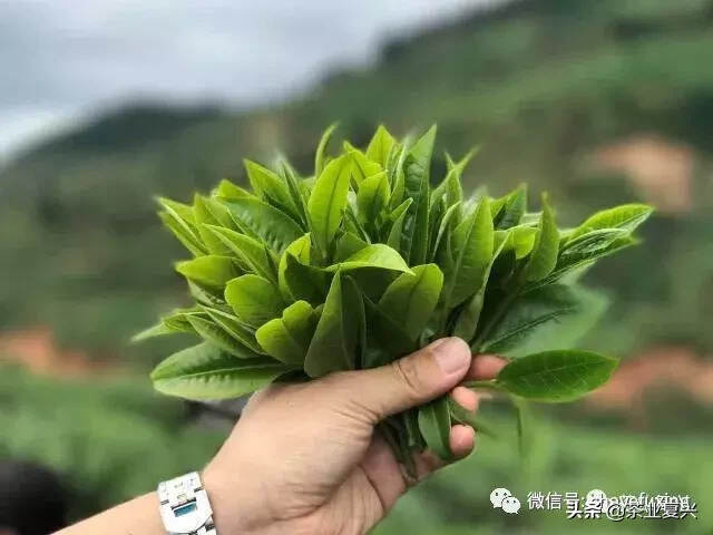 武侠宗师梁羽生笔下，茶是种怎样的存在？