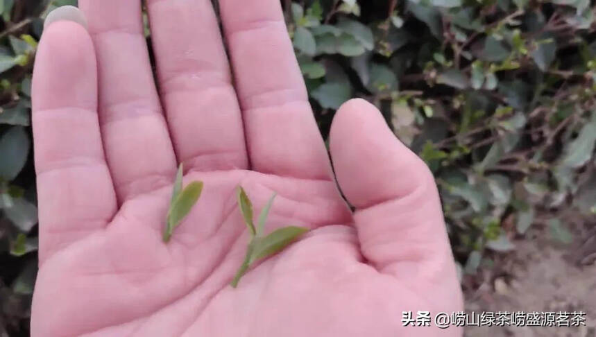 什么季节的崂山绿茶打农药？