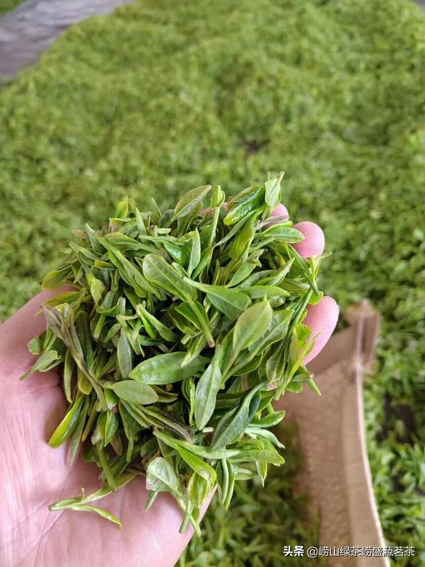 崂山茶什么时候口感最好？越贵的茶叶越好喝吗？