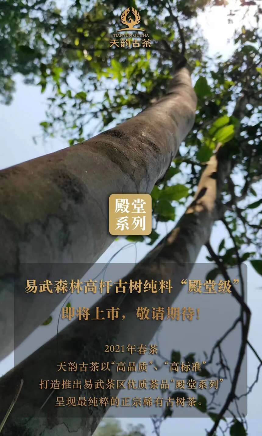 天韵古茶｜殿堂系列：把易武“原始森林高杆”微小产区收藏起来