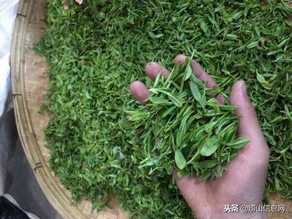 崂山绿茶种植基地崂山茶农专供系列