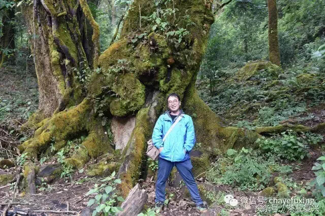 不来勐库大雪山，没有自信称茶人