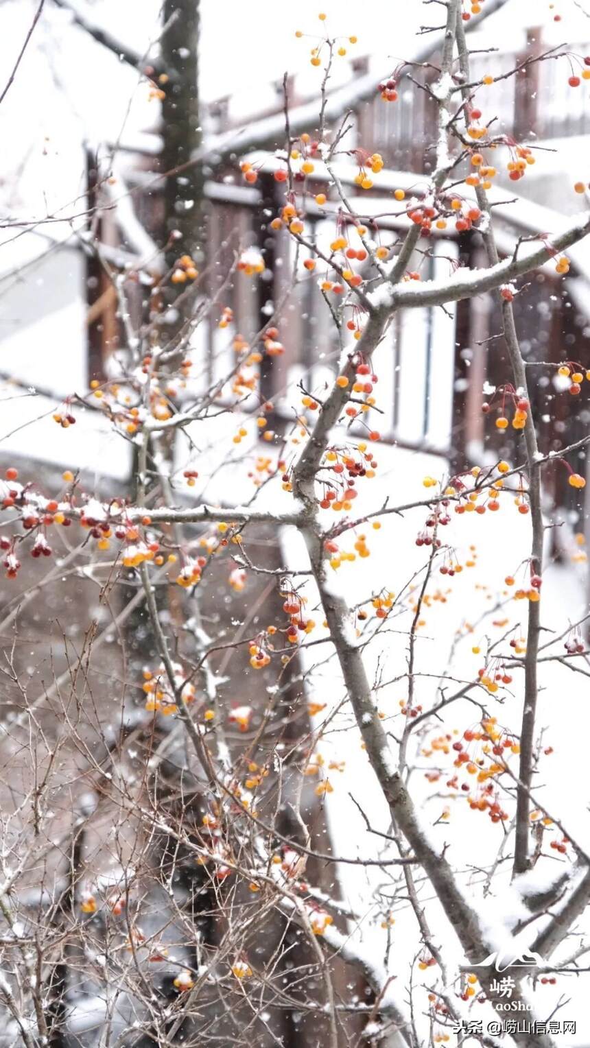 2018年崂山第一场雪