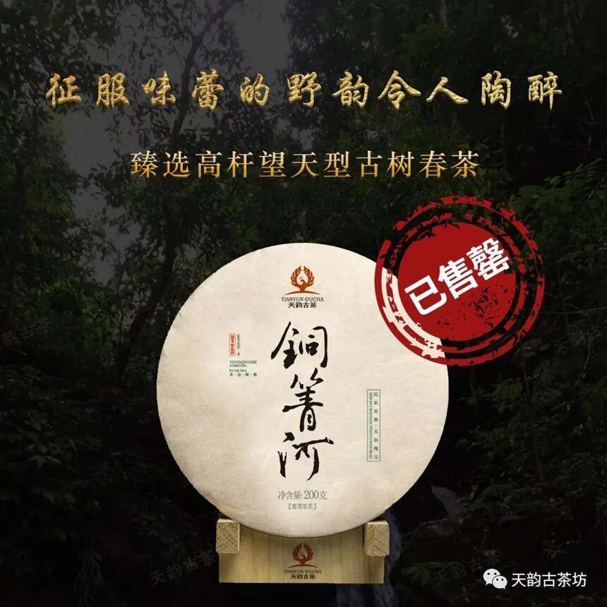 万众翘首以待的巅峰之作，2020年天韵古茶森林古树茶终于上市