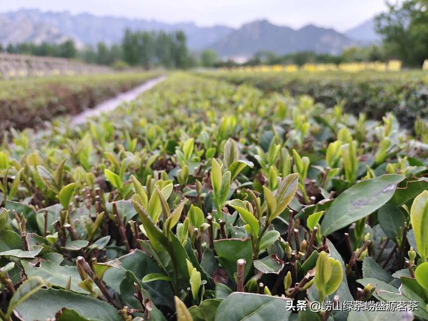 崂山茶为什么会有私家茶和百家茶一说？两者有什么区别？