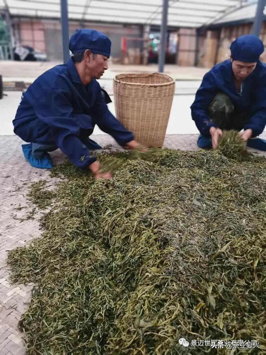 2020景迈山春茶播报：古树茶开采，天气干旱，产量减少