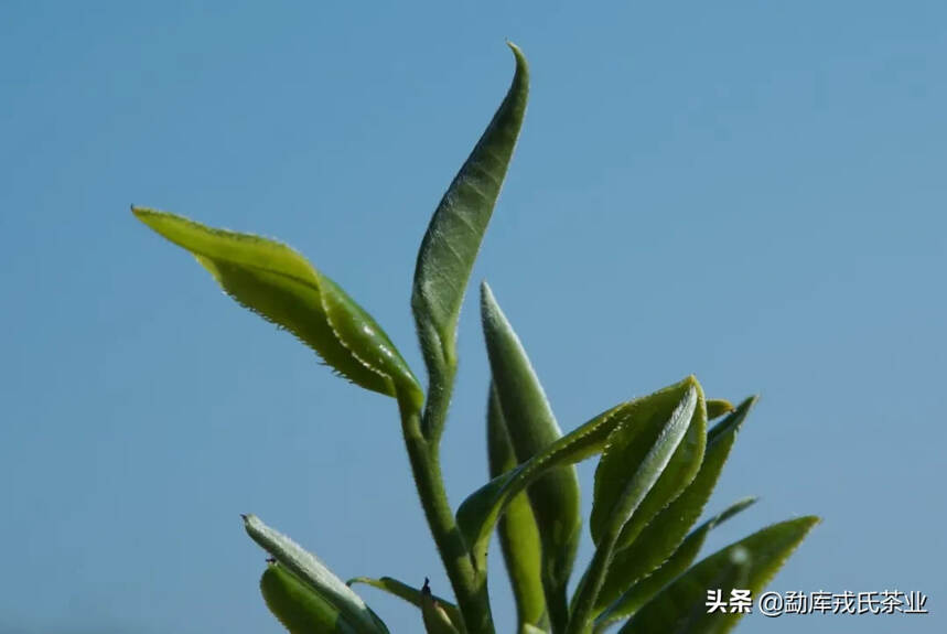 普洱茶春茶、夏茶、秋茶有什么区别？