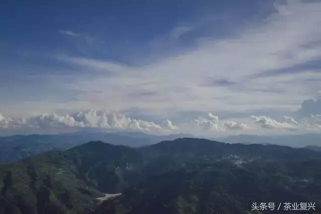 这片土地的脉络，是从茶叶里流淌出的血脉，守茶山就是守江山