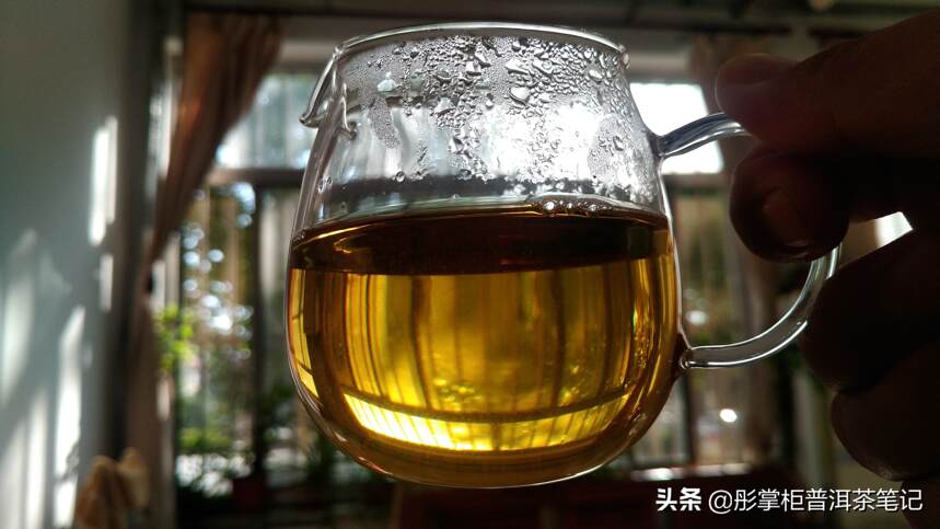 姜老师品饮勐麻河悟野生茶：汤糯香厚，有典型的临沧茶韵