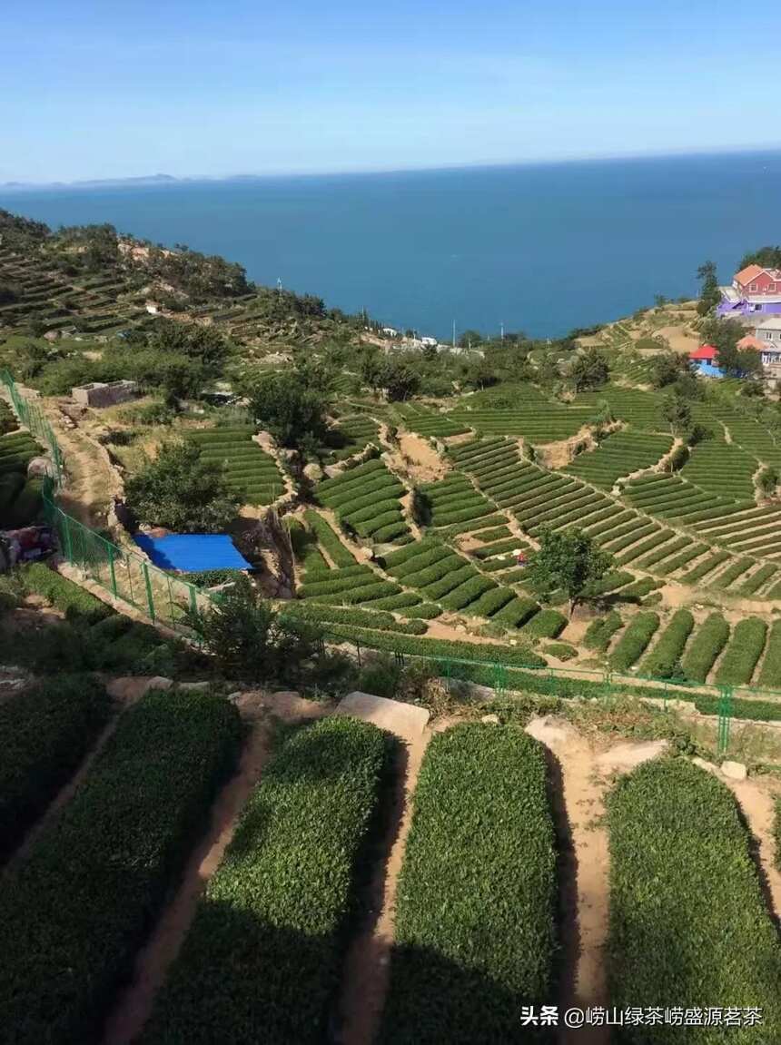 崂山梯田形的山海茶园