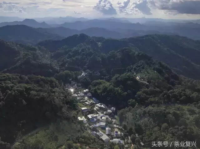 这片土地的脉络，是从茶叶里流淌出的血脉，守茶山就是守江山