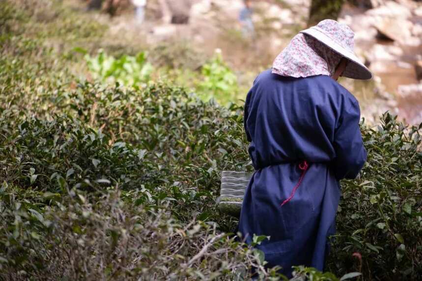 一杯正山小种，四百年匠心传承