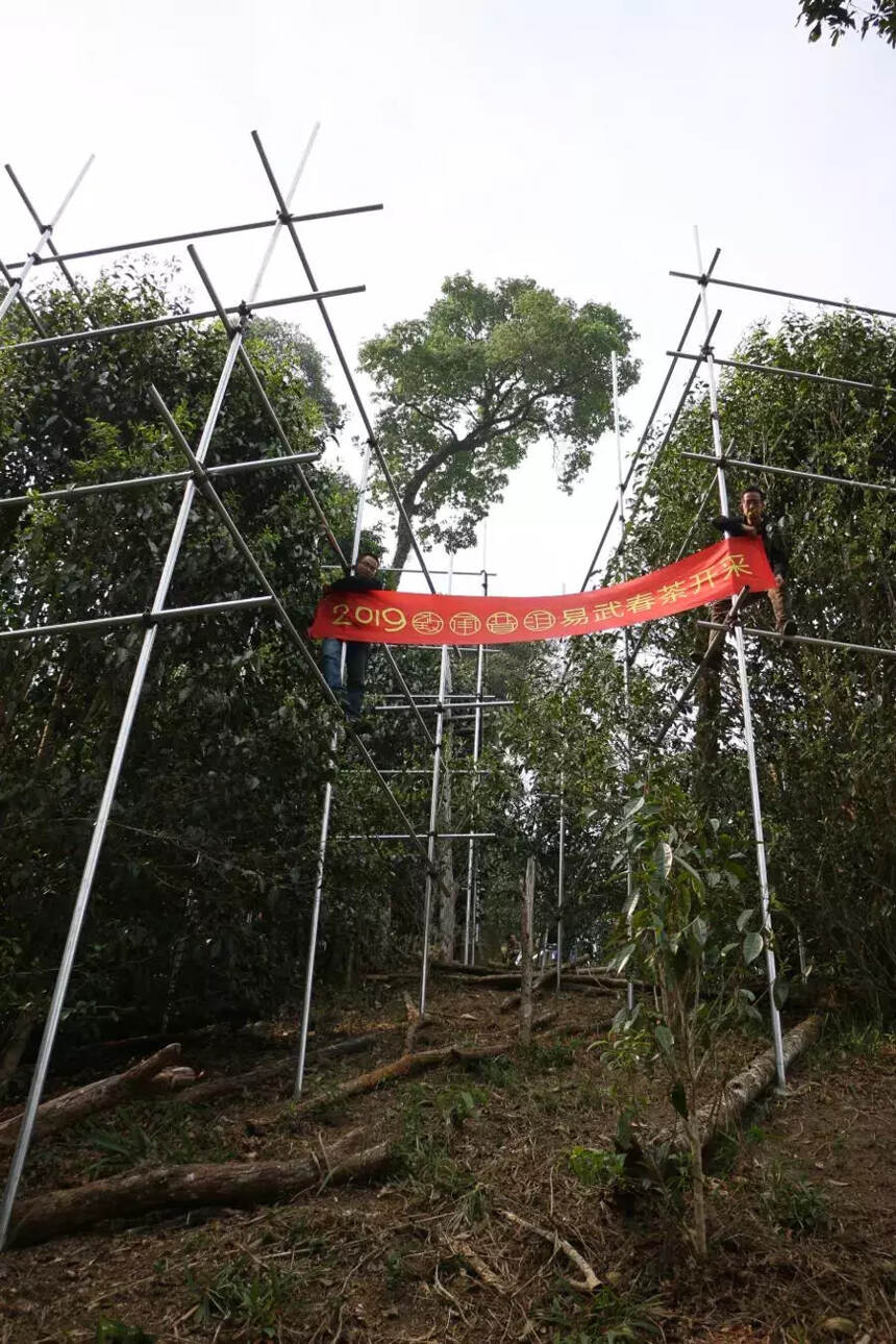 致承普洱2019年春茶开采：第一站易武天门山