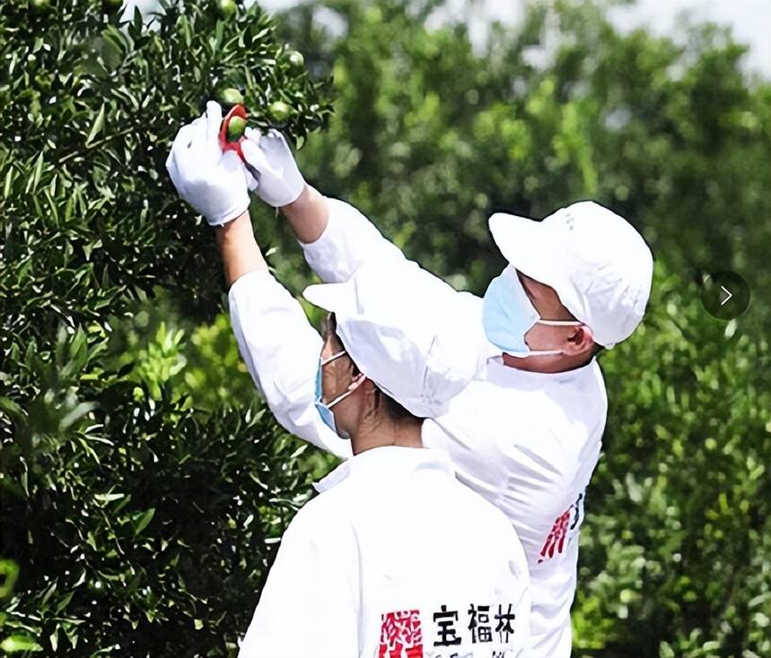 漫话新会小青柑黑暗史（上）