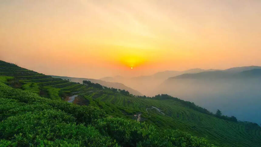 嘿，我发现了一座“醉”美的茶山