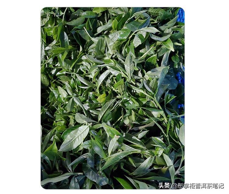 茶山监制每天吃茶8款+，救命！[无用君吃普洱茶日记]