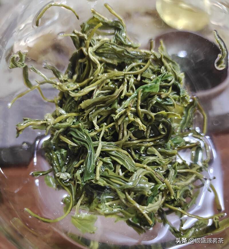 秋季的崂山绿茶 豌豆香浓郁 耐冲泡 沙头大