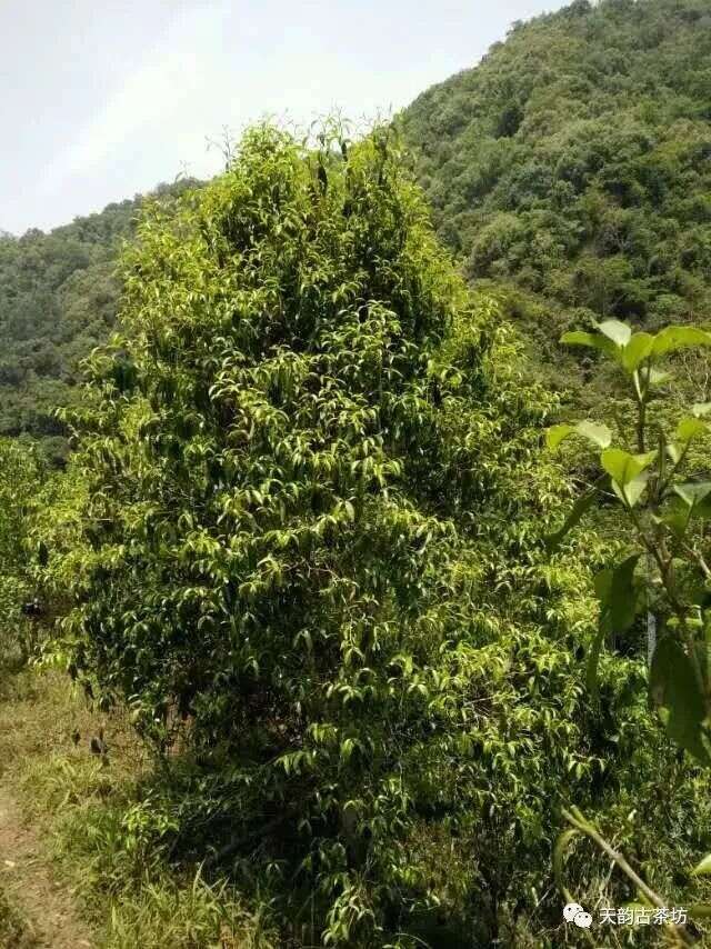 刮风寨 | 以柔见长，蜜香浓郁