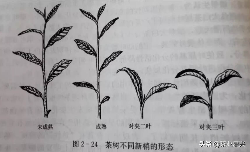 喝茶喝到「马蹄」就是货真价实的古树春茶么？