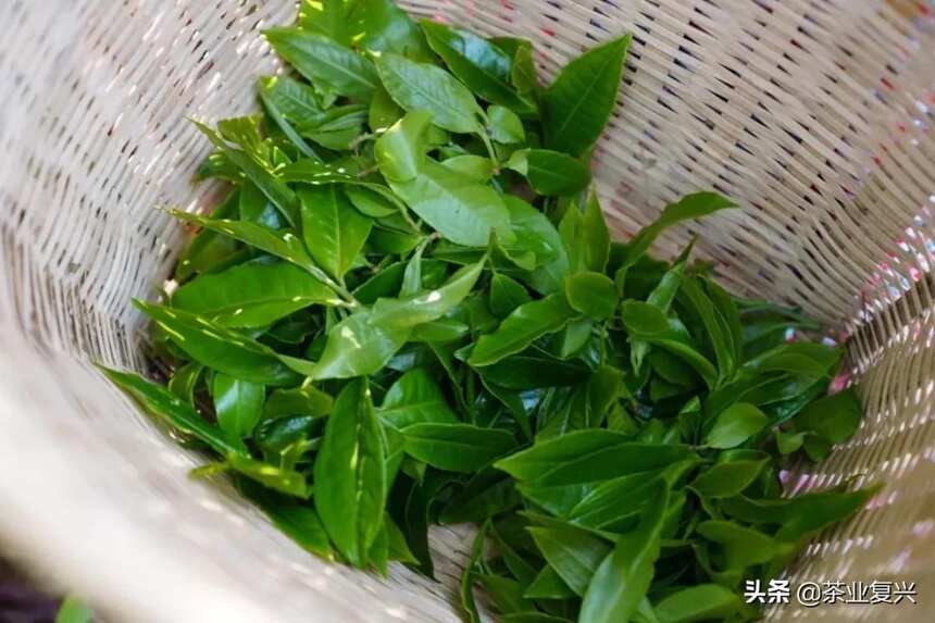 古人眼中的普洱茶是什么样的？