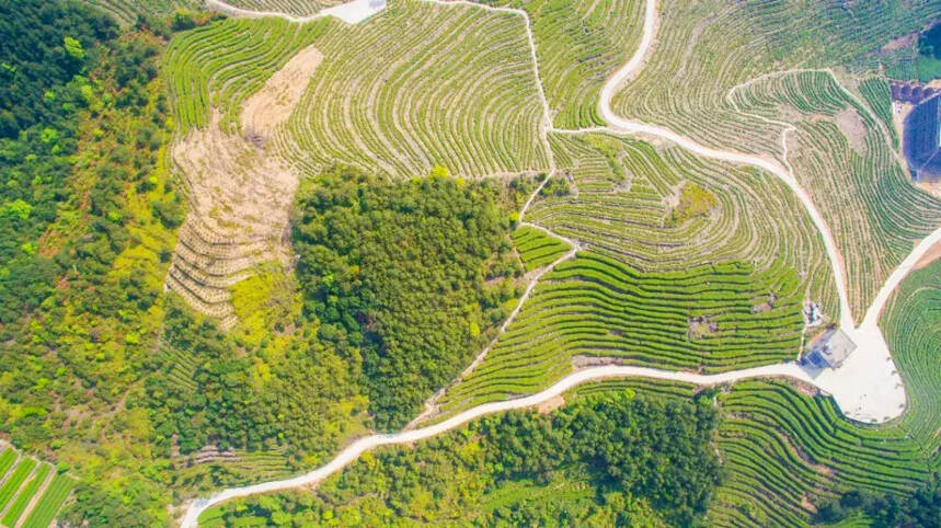 每片茶叶，都有属于自己的生态茶园