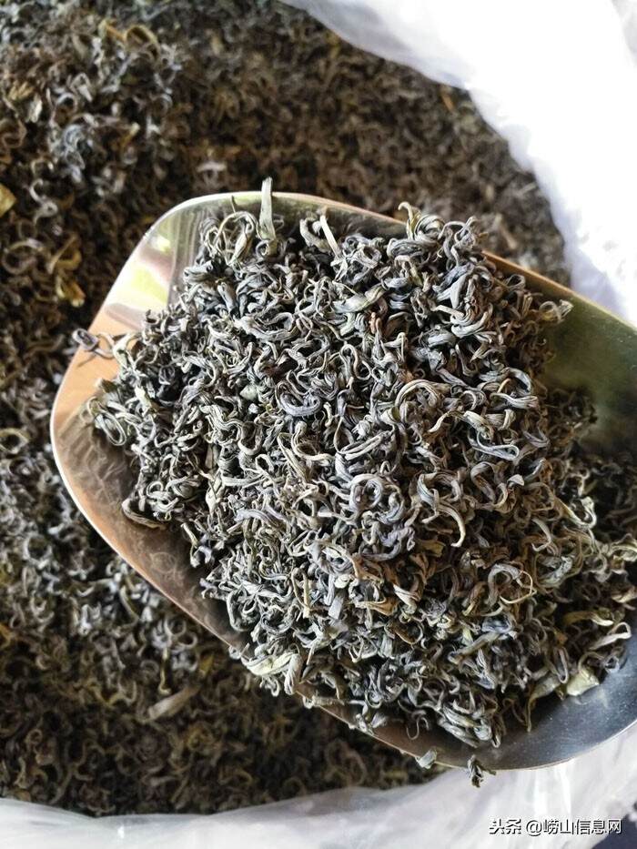 崂山王哥庄茶农茶园里的崂山绿茶