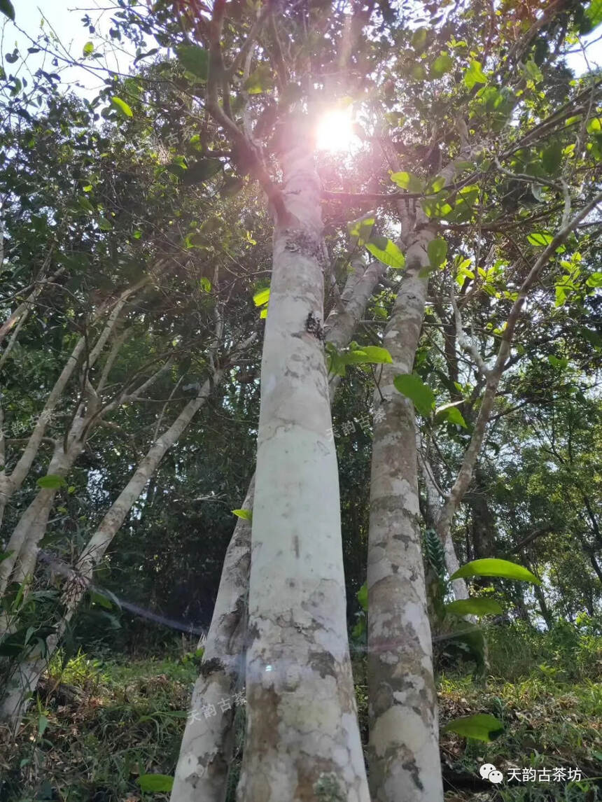 【预售】天门山 | 茶界黑马，茶气震撼，口感直逼薄荷糖！