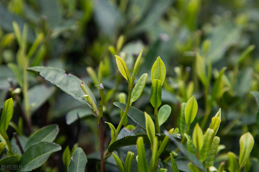 家里放了3年，5年的茶能不能喝？白茶和普洱越陈越好吗？