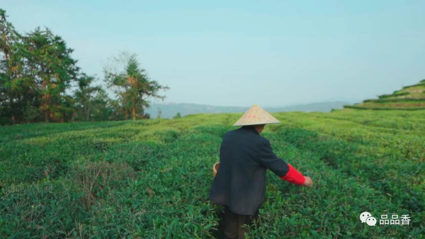 人生海海，于繁春遇见如诗的茶