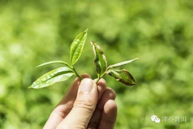 天哪噜！原来做好一饼普洱茶需要那么多步骤！