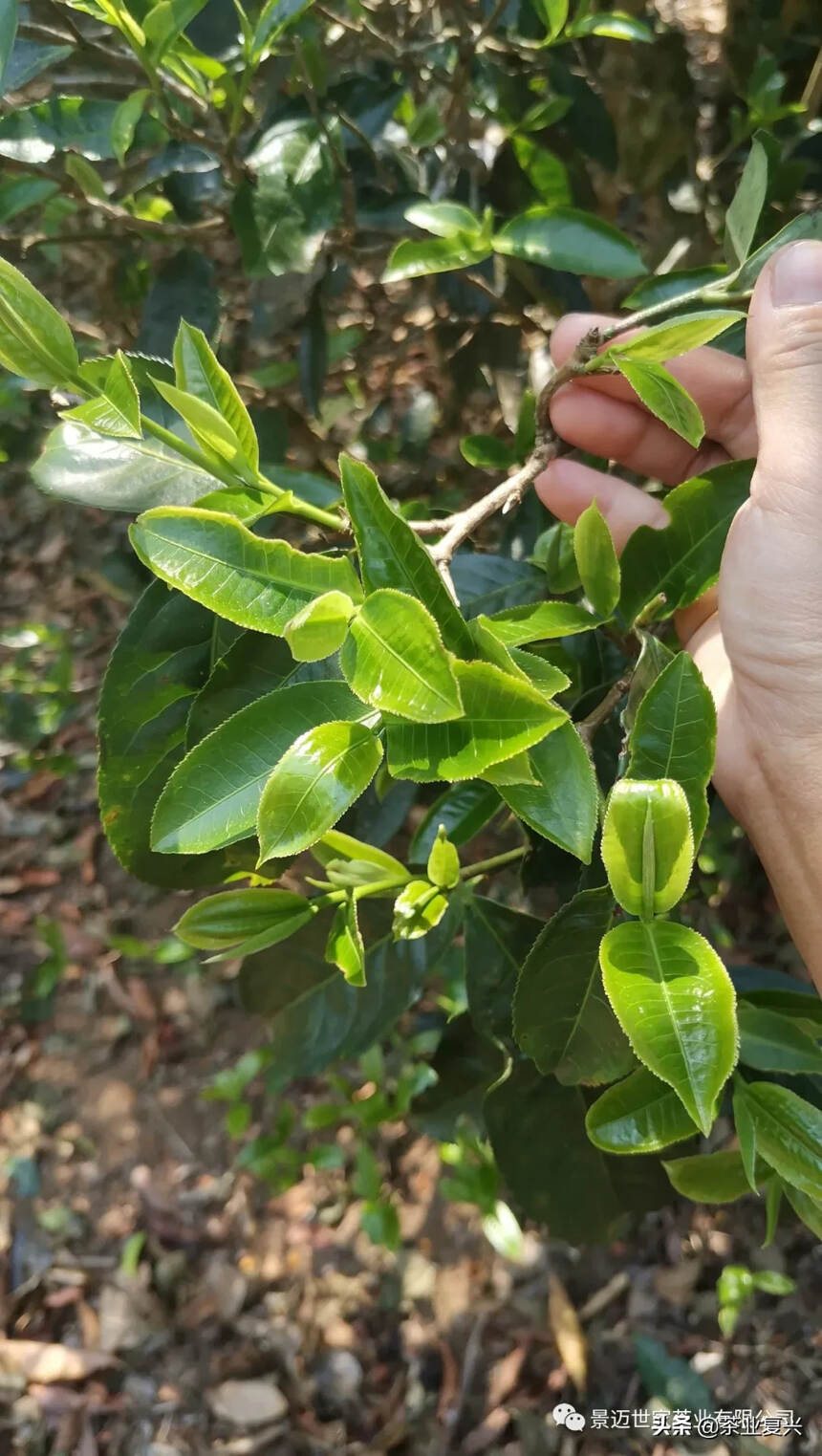 2020景迈山春茶播报：古树茶开采，天气干旱，产量减少