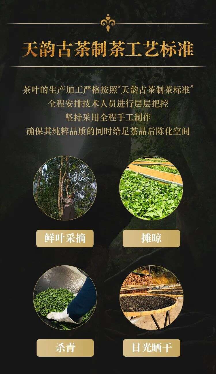 天韵古茶｜殿堂系列：把易武“原始森林高杆”微小产区收藏起来