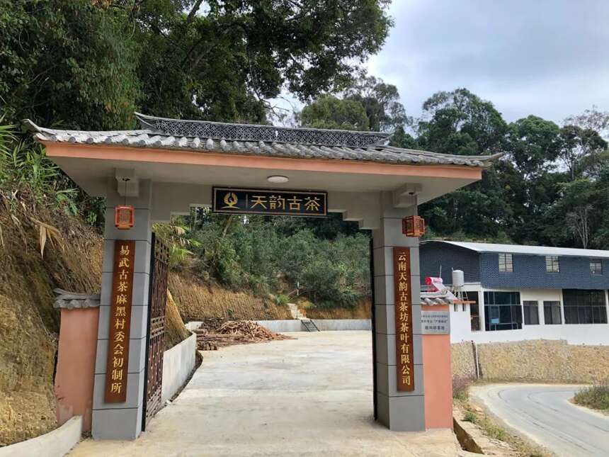 天韵古茶｜普洱茶四大核心基地，为源头品质奠定了良好的基础