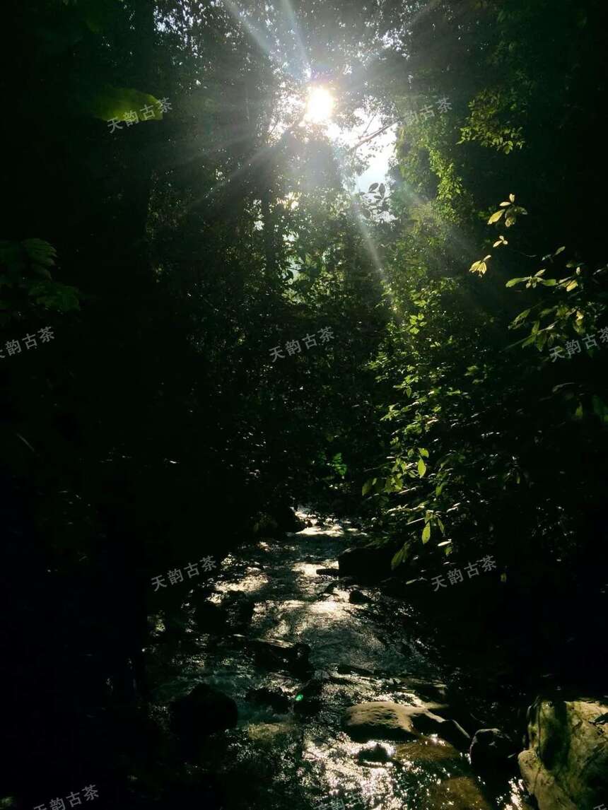 以春茶之名，啜饮古树茶芳年华月