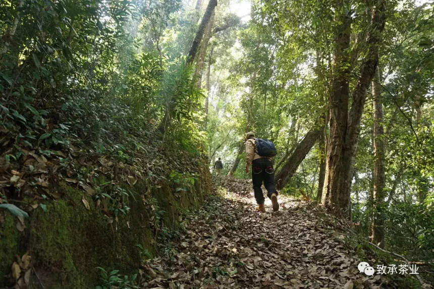 普洱茶市场混乱，与你何干