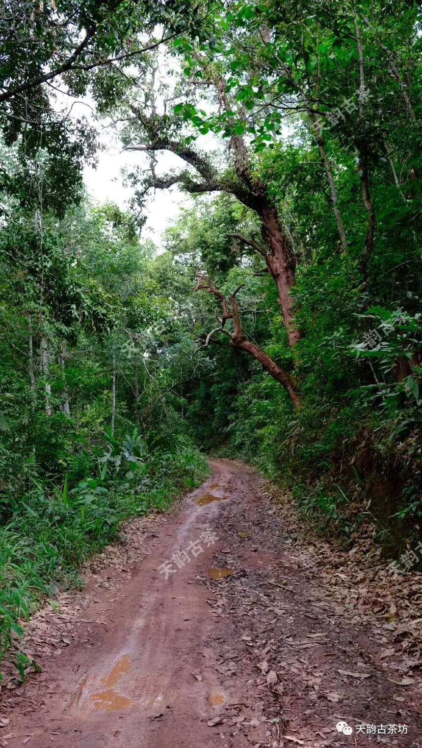 万众翘首以待的巅峰之作，2020年天韵古茶森林古树茶终于上市