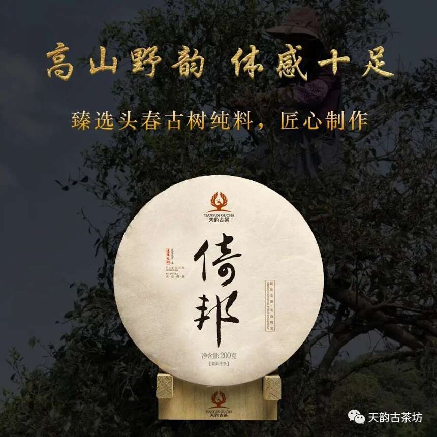 万众翘首以待的巅峰之作，2020年天韵古茶森林古树茶终于上市