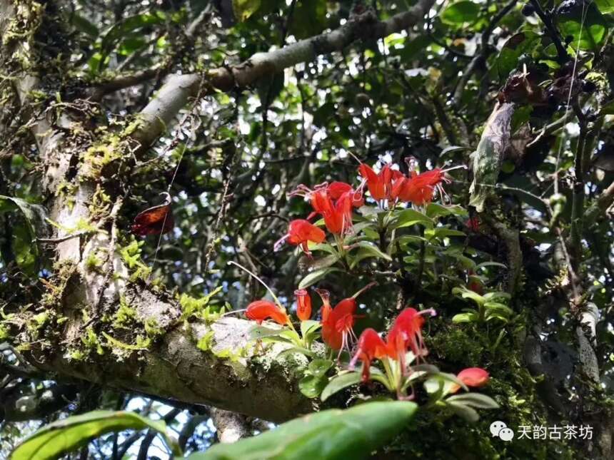 解密世界唯一一座以茶的名义申请世界非物质文化遗产景迈茶山