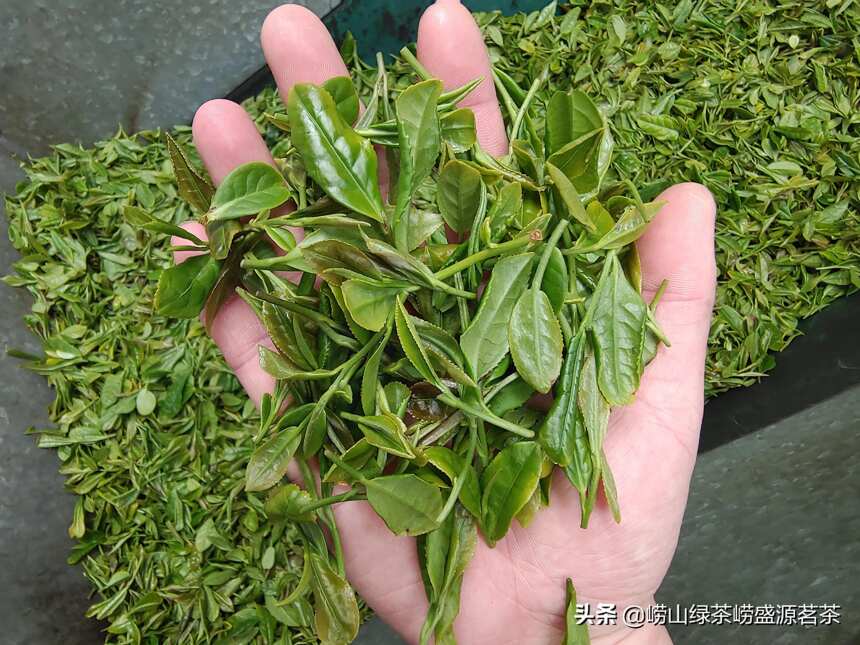 5月12号炒制的崂山绿茶碧螺春茶